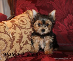 yorkie puppy for sale, yorkie puppies for sale, yorkie puppy for sale in va, yorkie puppies for sale in va, yorkie puppy for sale in dc, yorkie puppies for sale in dc, yorkshire terrier puppies for sale, teacup yorkies for sale, yorkie puppies for sale celebration fl, akc yorkie puppy for sale, akc yorkie puppies for sale