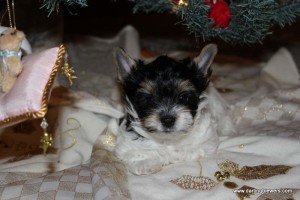 biewer puppies for sale, yorkie puppies for sale, yorkie breeder in va, yorkies for sale in virginia, yorkie puppies for sale, akc yorkie puppies, teacup yorkies