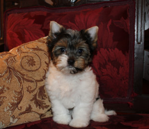 biewer puppies for sale, parti puppies for sale, yorkie puppies for sale, parti yorkie puppies, biewer, biewer terrier, biewer puppy, parti yorkie, biewer puppy for sale in va, parti puppy for sale in va, yorkie puppy for sale in dc, biewer breeder, yorkie breeder, parti breeder, parti yorkie breeder