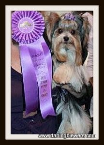Beautiful International Champion Biewer Yorkie, we breed for beauty, size and structure. champion yorkies for sale, yorkie puppies for sale in va